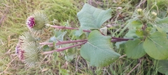 Arctium lappa