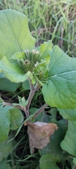 Arctium lappa