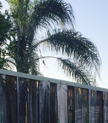 Trichonephila edulis