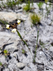 Moraea lurida