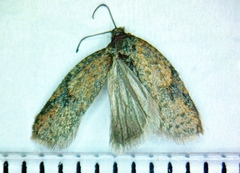 Acleris semiannula
