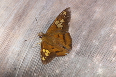 Nascus phocus