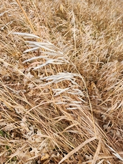 Bromus inermis