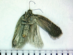 Acleris semiannula