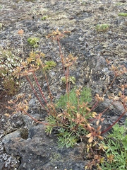 Lomatium brandegeei