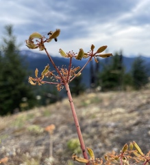 Lomatium brandegeei