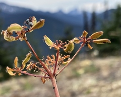 Lomatium brandegeei