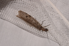 Archichauliodes guttiferus