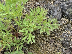 Lomatium brandegeei