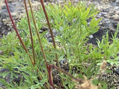 Lomatium brandegeei
