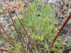 Lomatium brandegeei