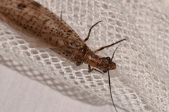 Archichauliodes guttiferus