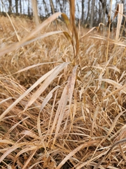 Bromus inermis