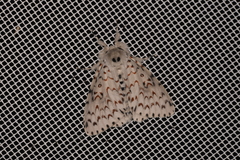 Lymantria nephrographa