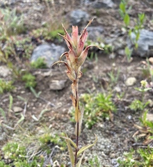 Castilleja miniata miniata