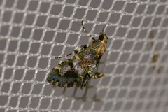 Arescoptera haplocala