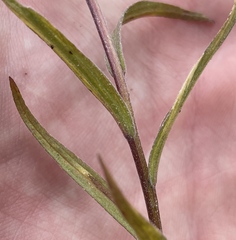Castilleja miniata miniata