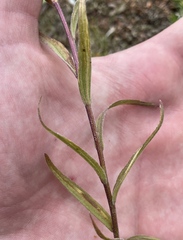 Castilleja miniata miniata