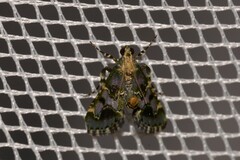 Arescoptera haplocala