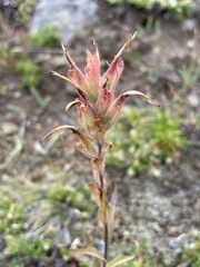 Castilleja miniata miniata