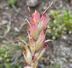 Castilleja miniata miniata