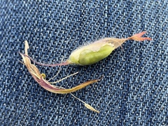 Castilleja miniata miniata