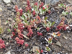 Sedum divergens