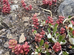 Sedum divergens