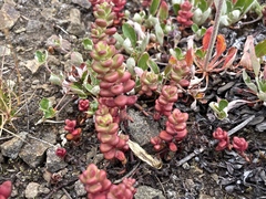 Sedum divergens
