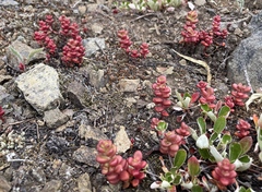 Sedum divergens