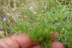Apium decumbens
