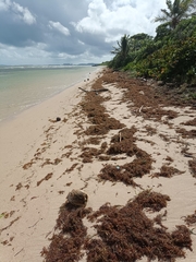 Sargassum fluitans