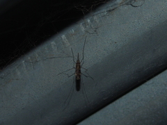 Anopheles punctipennis