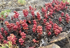 Sedum divergens