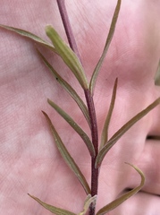 Castilleja miniata miniata