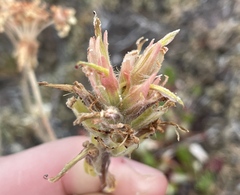 Castilleja miniata miniata