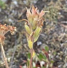 Castilleja miniata miniata