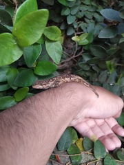 Urostrophus vautieri