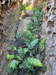 Blechnum punctulatum