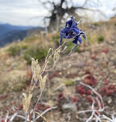 Delphinium nuttallianum