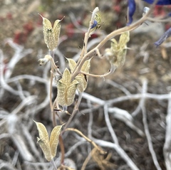 Delphinium nuttallianum