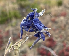 Delphinium nuttallianum