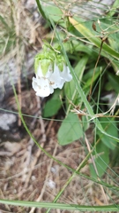 Campanula barbata