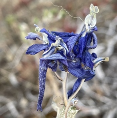 Delphinium nuttallianum