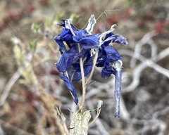 Delphinium nuttallianum