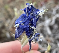 Delphinium nuttallianum