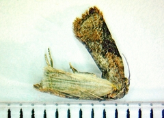 Acleris braunana