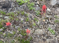 Castilleja elmeri