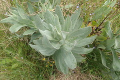 Senecio lanceus