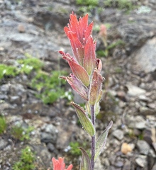 Castilleja elmeri